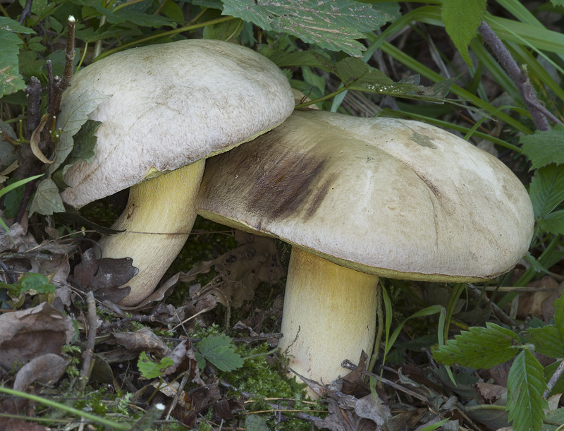 Boletus fechtneri